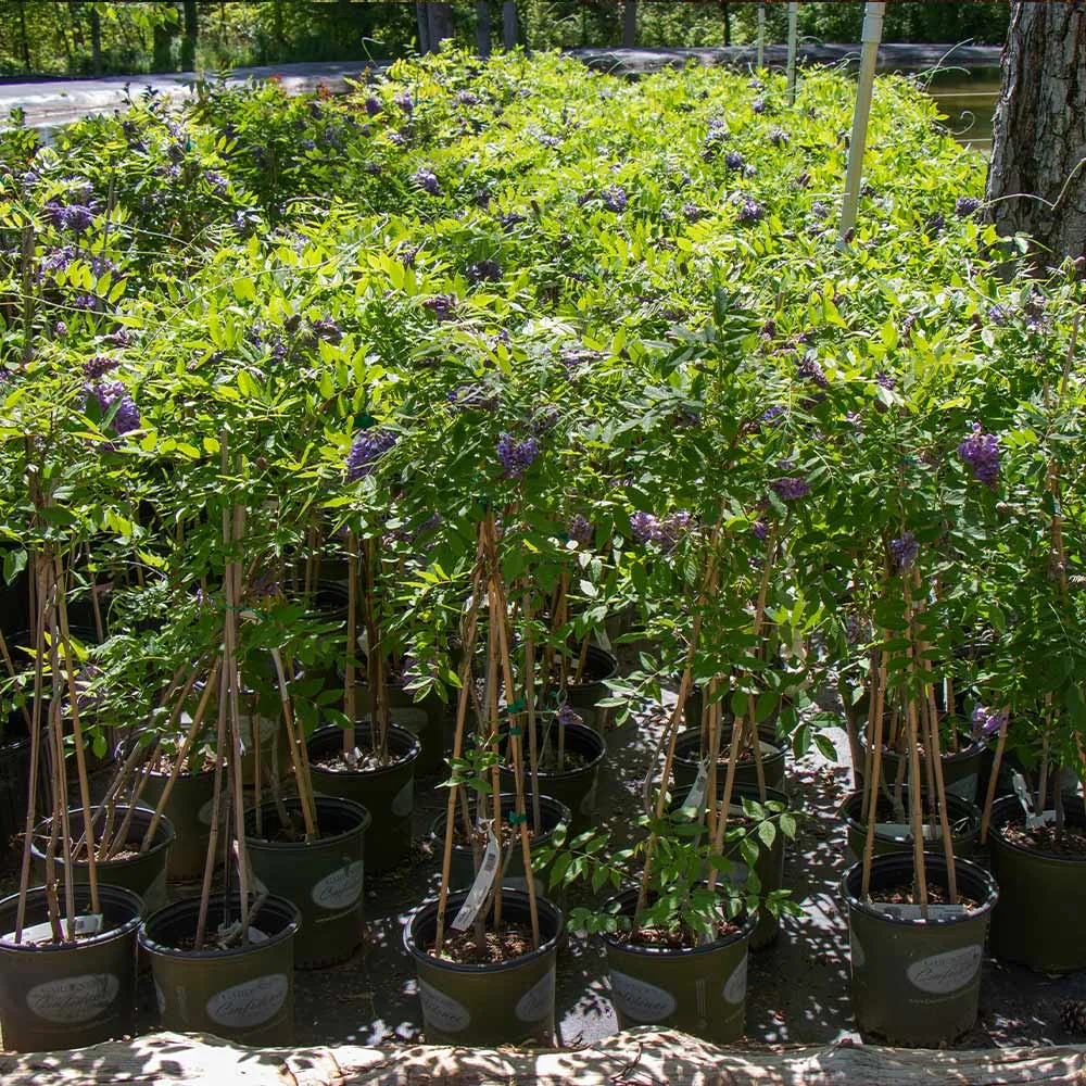 Amethyst Falls Wisteria Vine - Fragrant Cascading Flowering Perennial 5