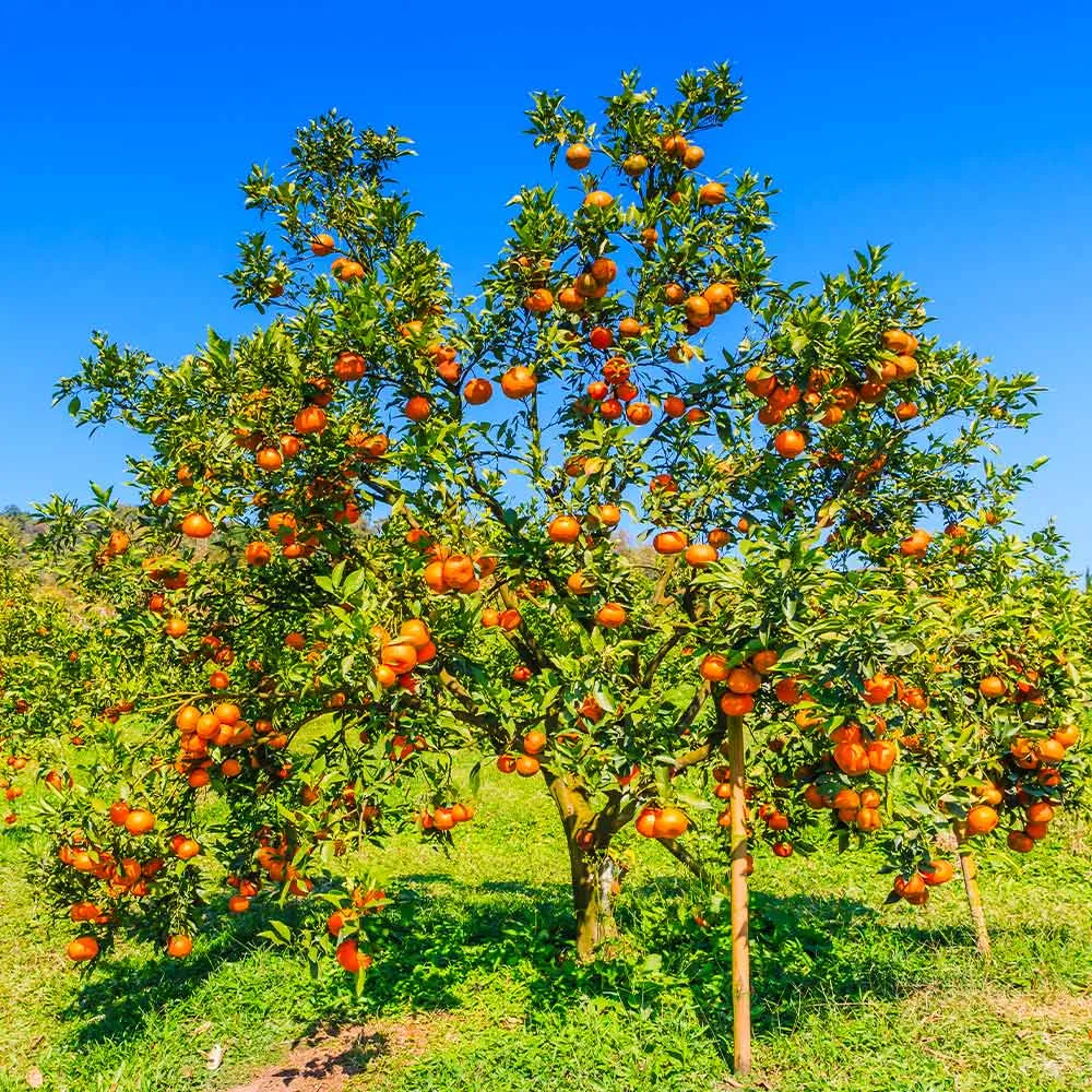 Valencia Orange Tree - Live Citrus Fruit Plant for Home and Garden