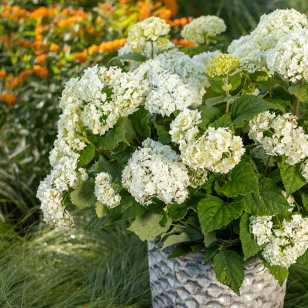 FlowerFull® Smooth Hydrangea Arborescens Deciduous Flowering Shrub