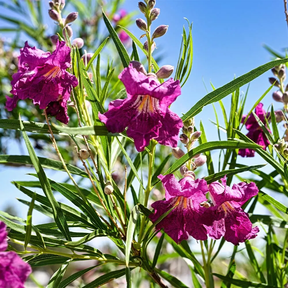 Sweet Bubba Seedless Desert Willow Ornamental Flowering Tree Seeds