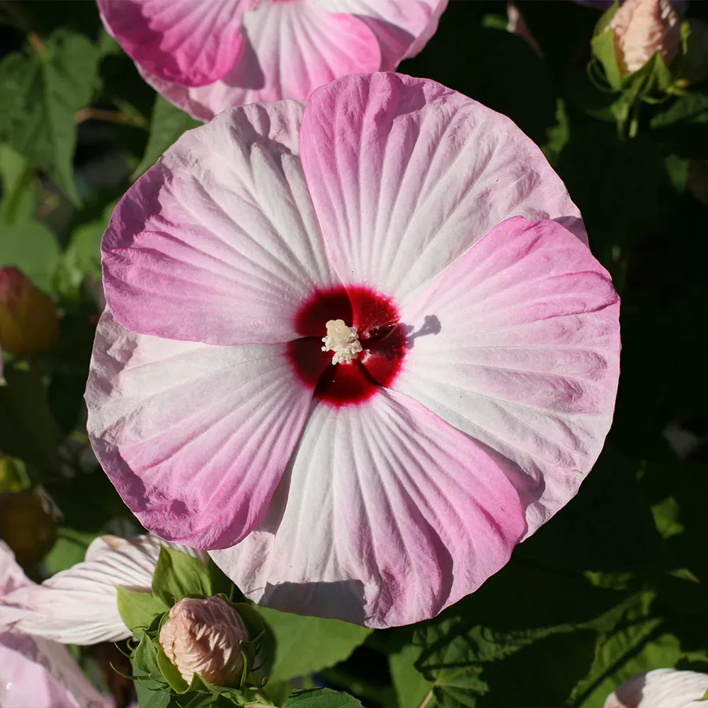 Luna Pink Swirl Hibiscus Hardy Perennial Flowering Shrub