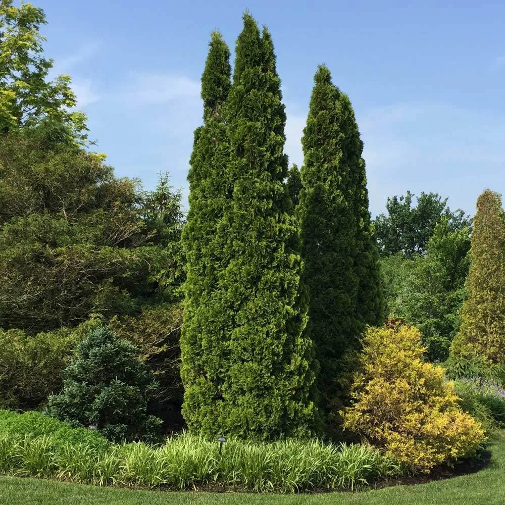 Emerald Green Arborvitae (Thuja Occidentalis) Evergreen Privacy Hedge 4