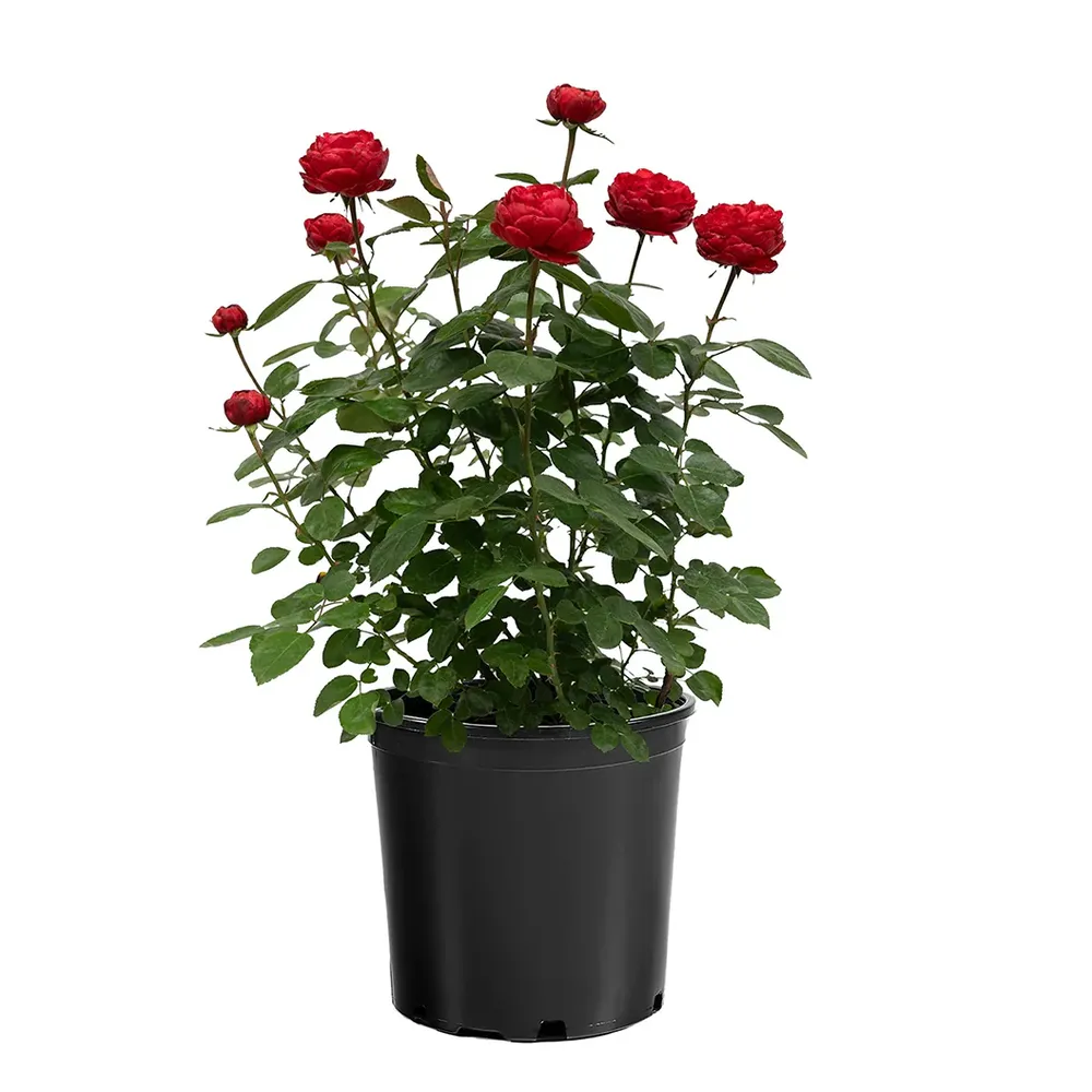 Hardy Rose Shrub for Garden Landscaping 3
