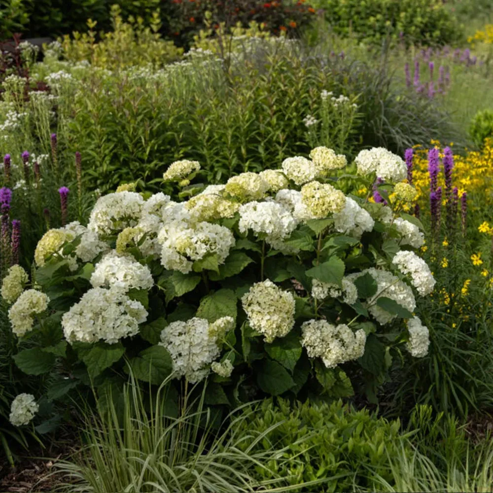 FlowerFull® Smooth Hydrangea Arborescens Deciduous Flowering Shrub 2