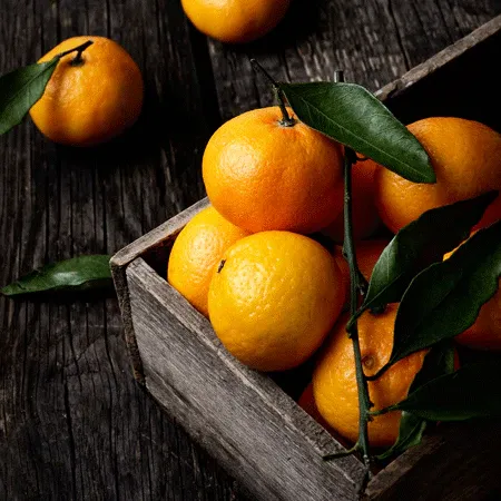 Murcott Honey Mandarin Tree - Grafted Citrus Fruit Tree