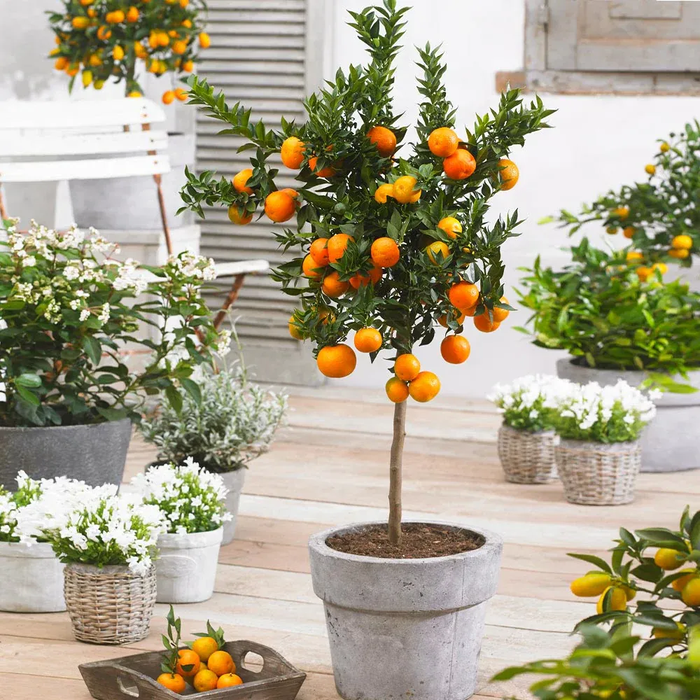 Owari Satsuma Mandarin Tree (Citrus unshiu)