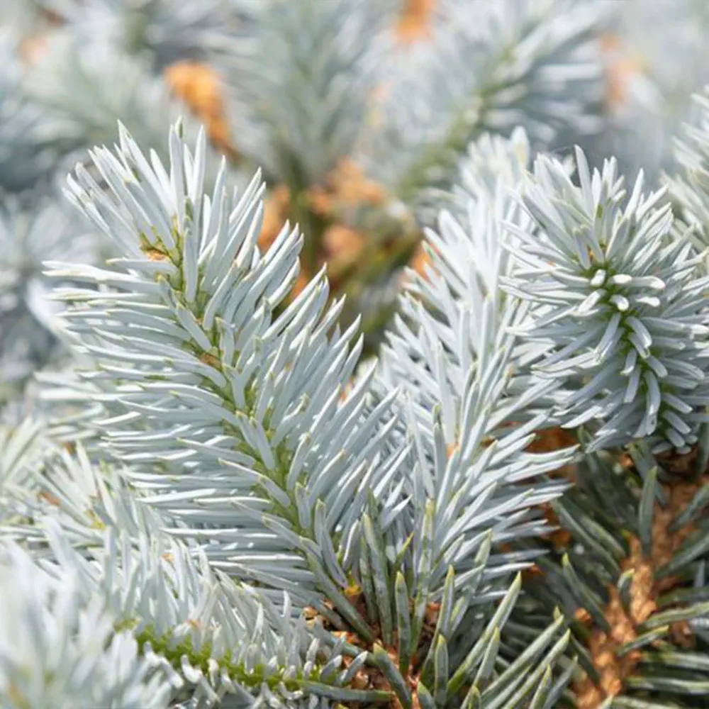 Moonstone® Globe Spruce Tree - Realistic Artificial Holiday Spruce 1