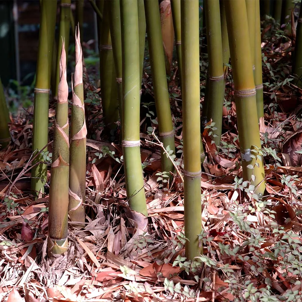 Graceful Bamboo Natural Home Decor Accessory 1