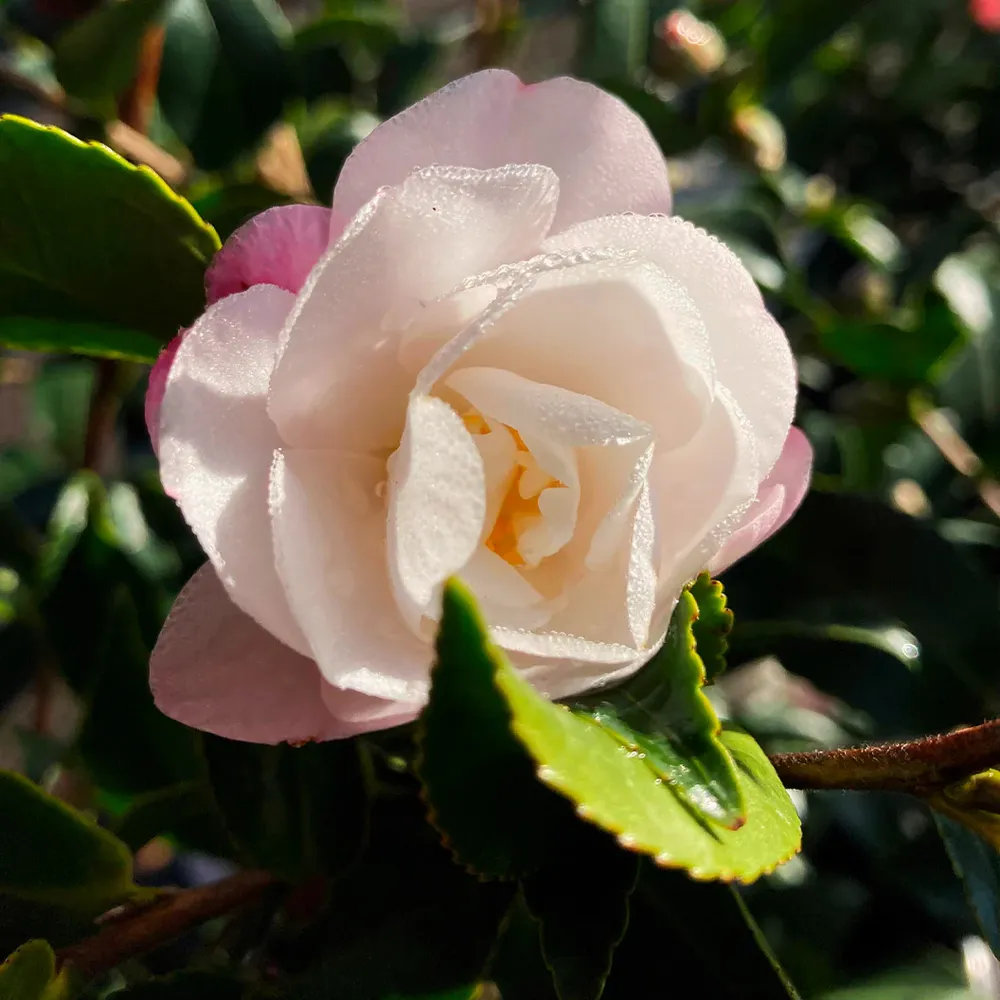October Magic® Orchid™ Camellia Sasanqua Evergreen Flowering Shrub 3