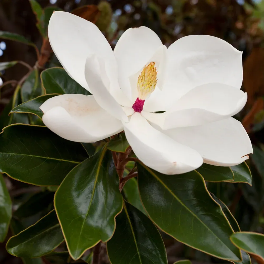 Southern Magnolia Grandiflora Evergreen Flowering Tree 1