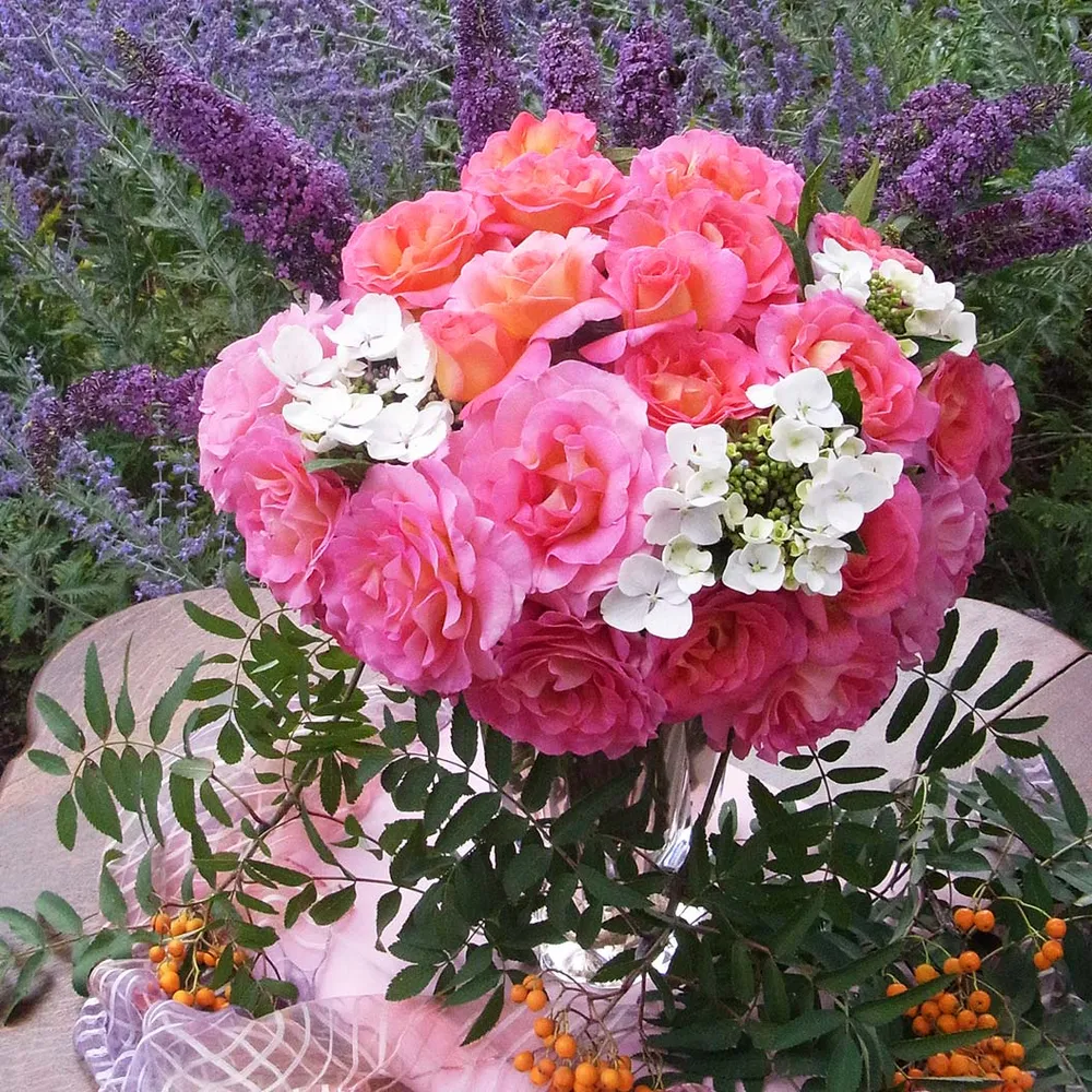 Julie Andrews™ Hybrid Tea Rose - Fragrant Garden Shrub 6