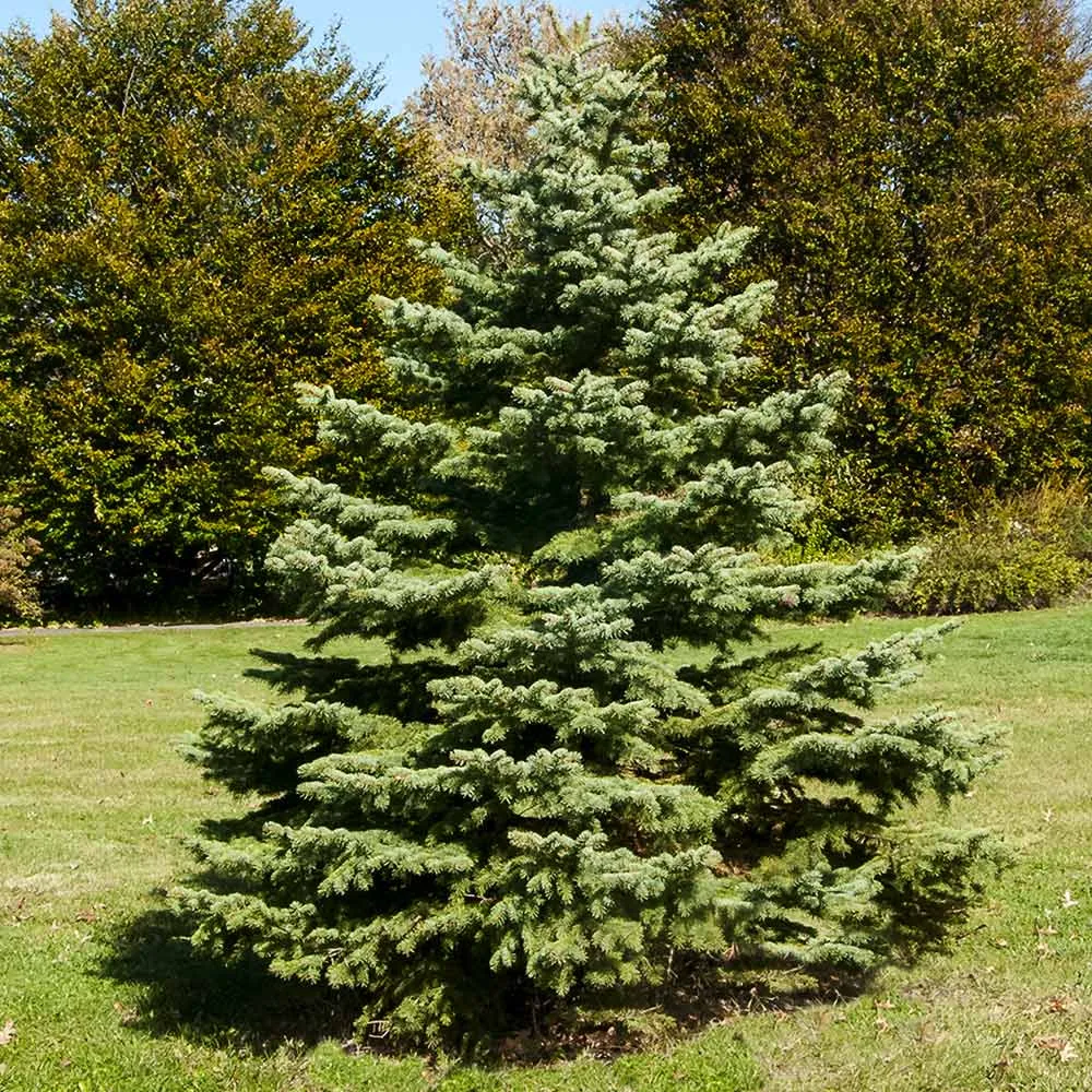 White Spruce Artificial Christmas Tree with Sturdy Base