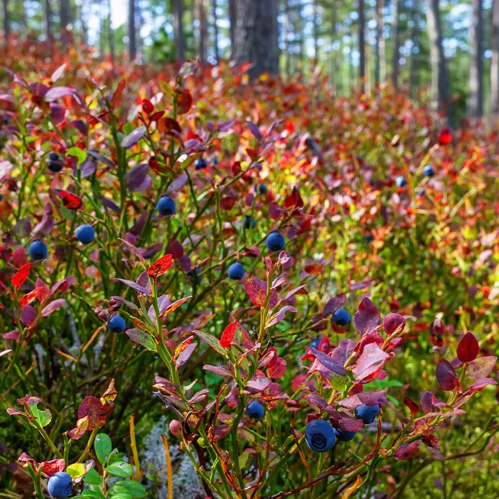 Top Hat Blueberry Bush - Compact Dwarf Variety for Containers 4