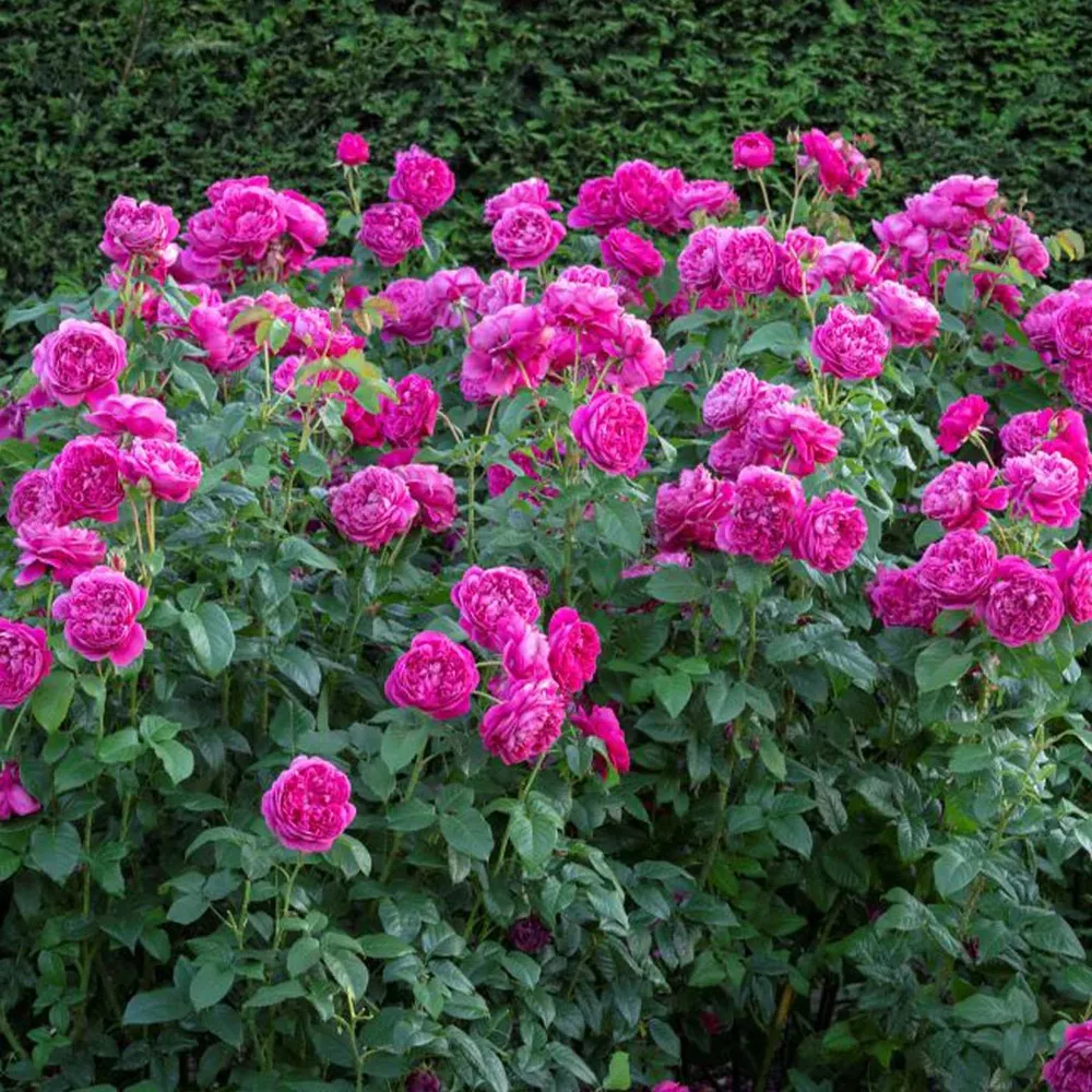 James L. Austin® English Rose Shrub - Deep Pink Repeat-Flowering Garden Plant 1