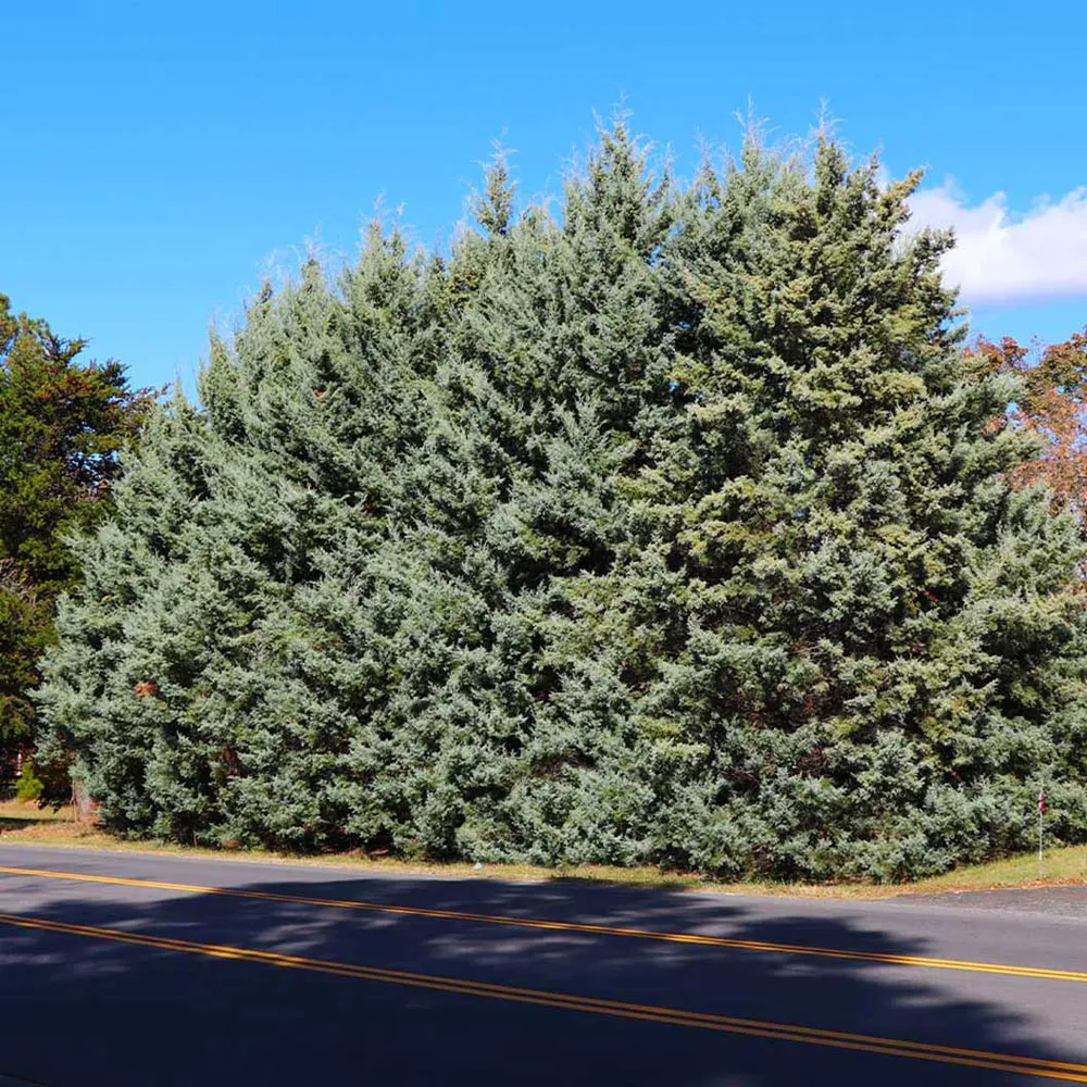 Carolina Sapphire Cypress Tree (Cupressus arizonica) - Drought-Tolerant Evergreen Conifer