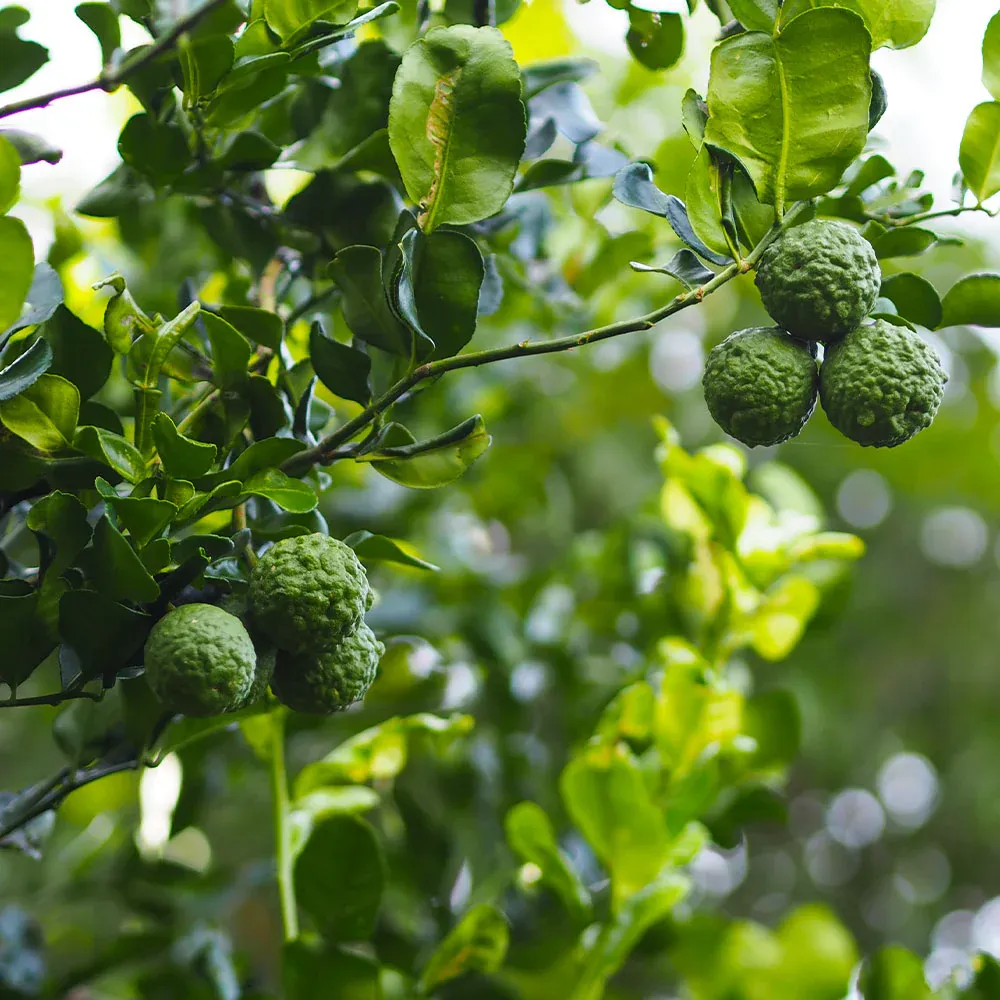Kieffer Lime Tree (Citrus Hystrix) Live Plant for Culinary Use 2