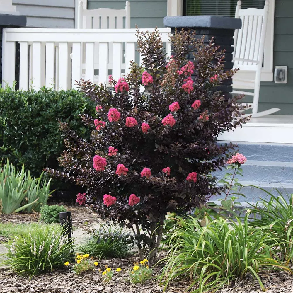Thunderstruck™ Coral Boom™ Crape Myrtle Tree - Vibrant Red Flowering Ornamental Shrub 2