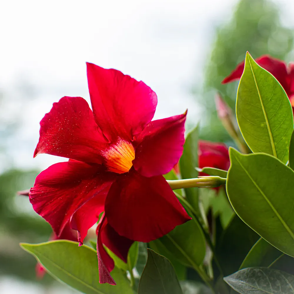 Red Crimson Dipladenia Bush Artificial Flowering Plant for Home and Garden Decor 3