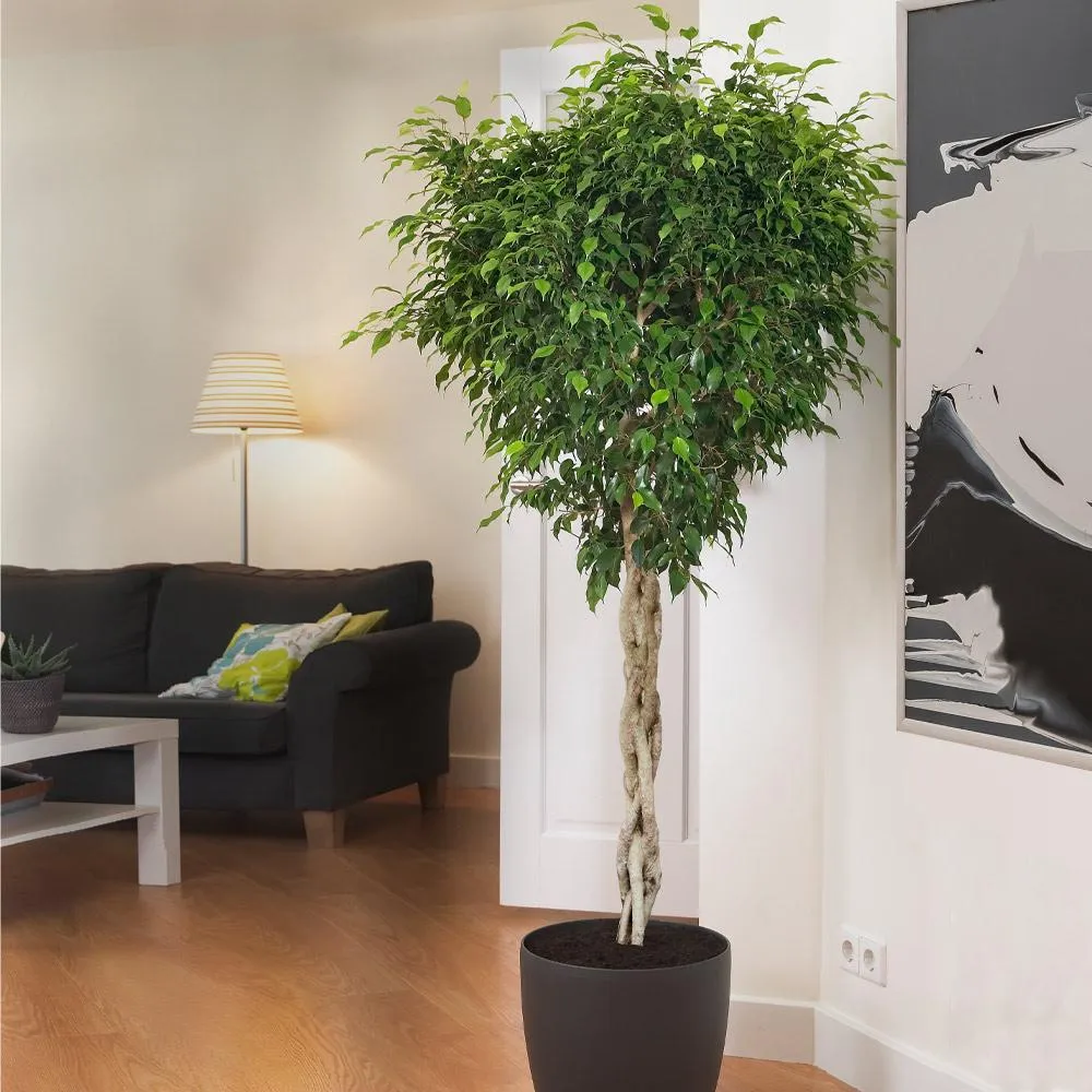 Braided Benjamina Ficus Tree - Decorative Indoor Fig Plant
