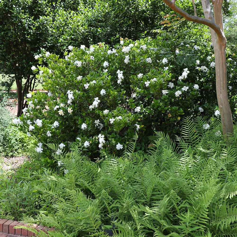 August Beauty Gardenia Shrub - Fragrant Evergreen Flowering Plant 2