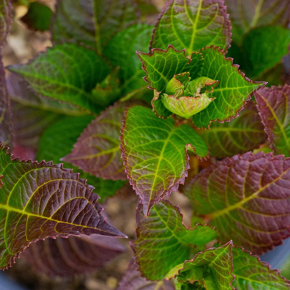 Cherry-Go-Round™ Hydrangea Shrub 1