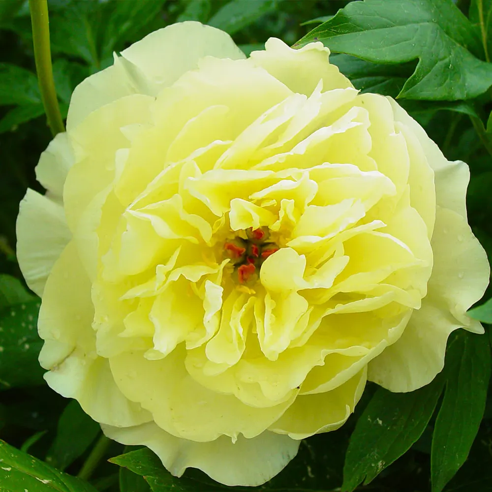 Garden Candy® Amy Jo Itoh Peony Plant 1