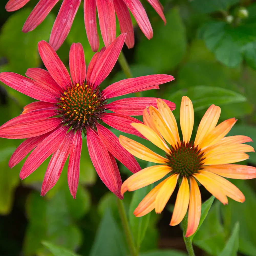 Cheyenne Spirit Echinacea Coneflower Perennial Plant 2