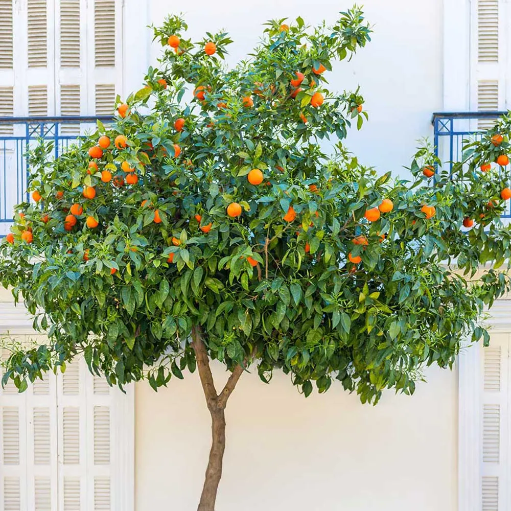 Live Blood Orange Tree - Potted Citrus Fruit Plant for Home and Garden 1