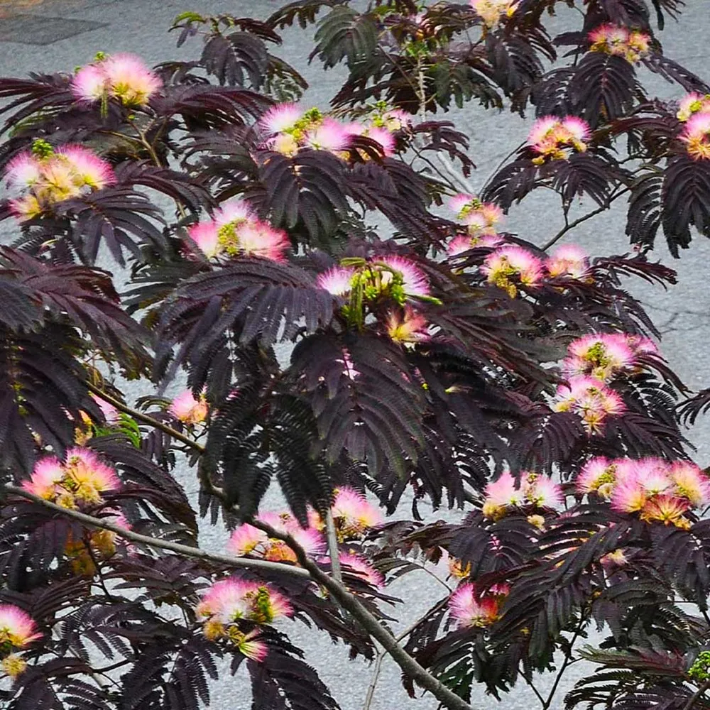 Summer Chocolate Mimosa Tree (Albizia julibrissin) - Ornamental Deciduous Tree