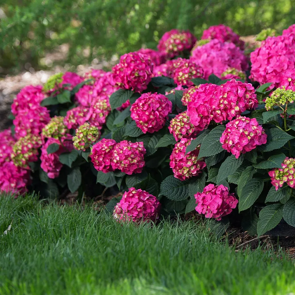 Endless Summer® Summer Crush® Hydrangea - Reblooming Bigleaf Shrub