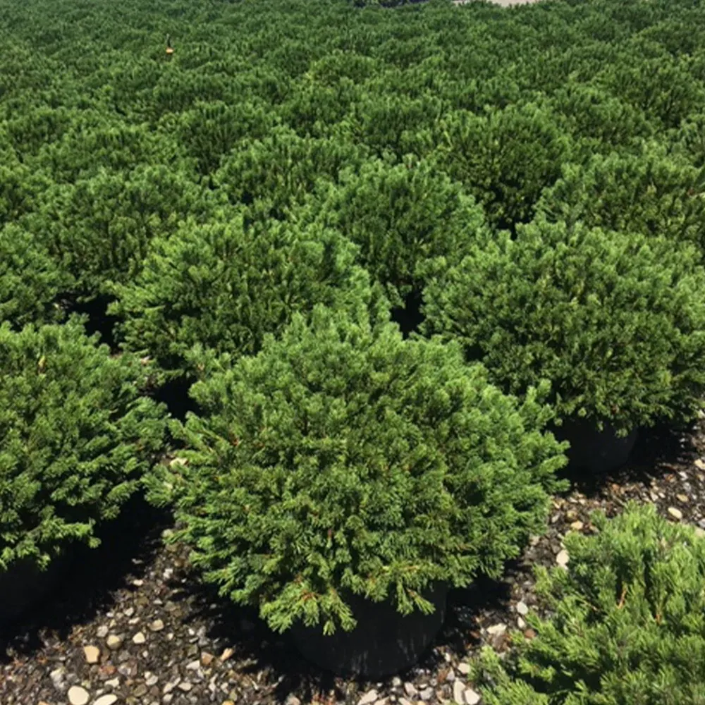 Slowmound Mugo Pine Shrub - Compact Dwarf Evergreen Conifer 1