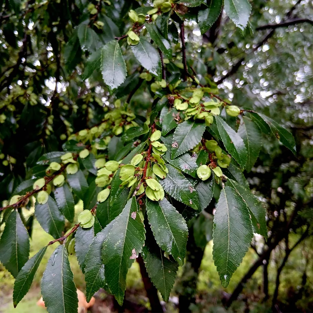 Everclear® Lacebark Elm Tree (Ulmus parvifolia) 2