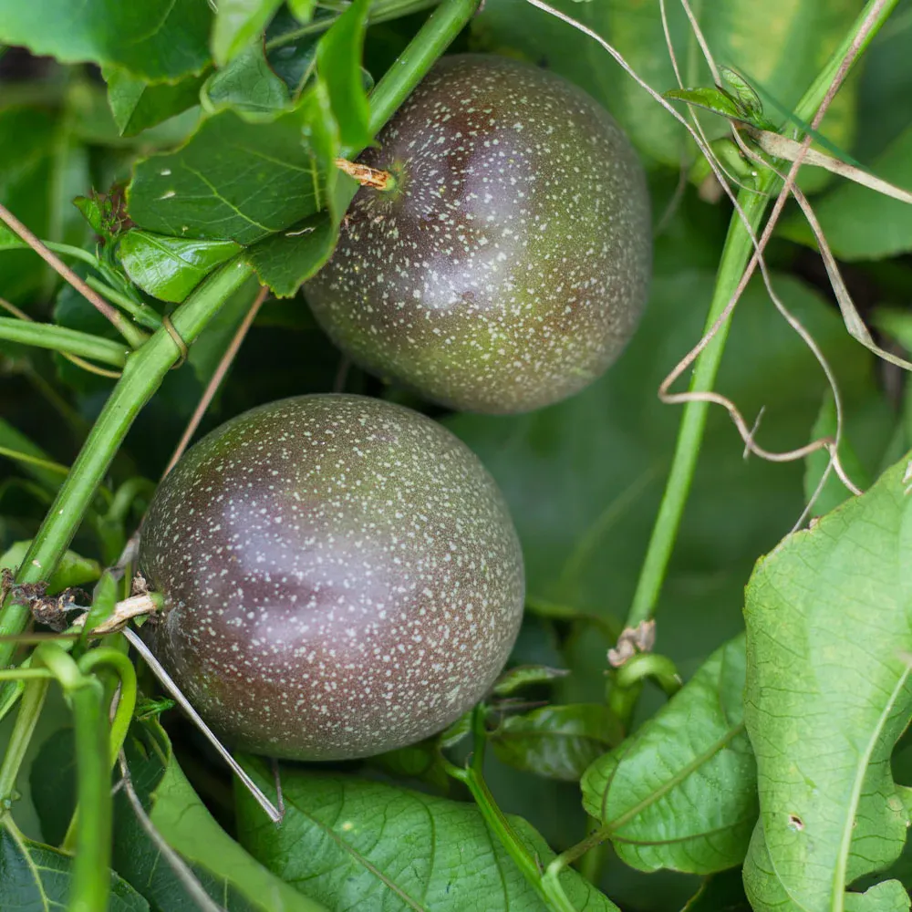 Passion Fruit Vine Passiflora Edulis Climbing Plant 1