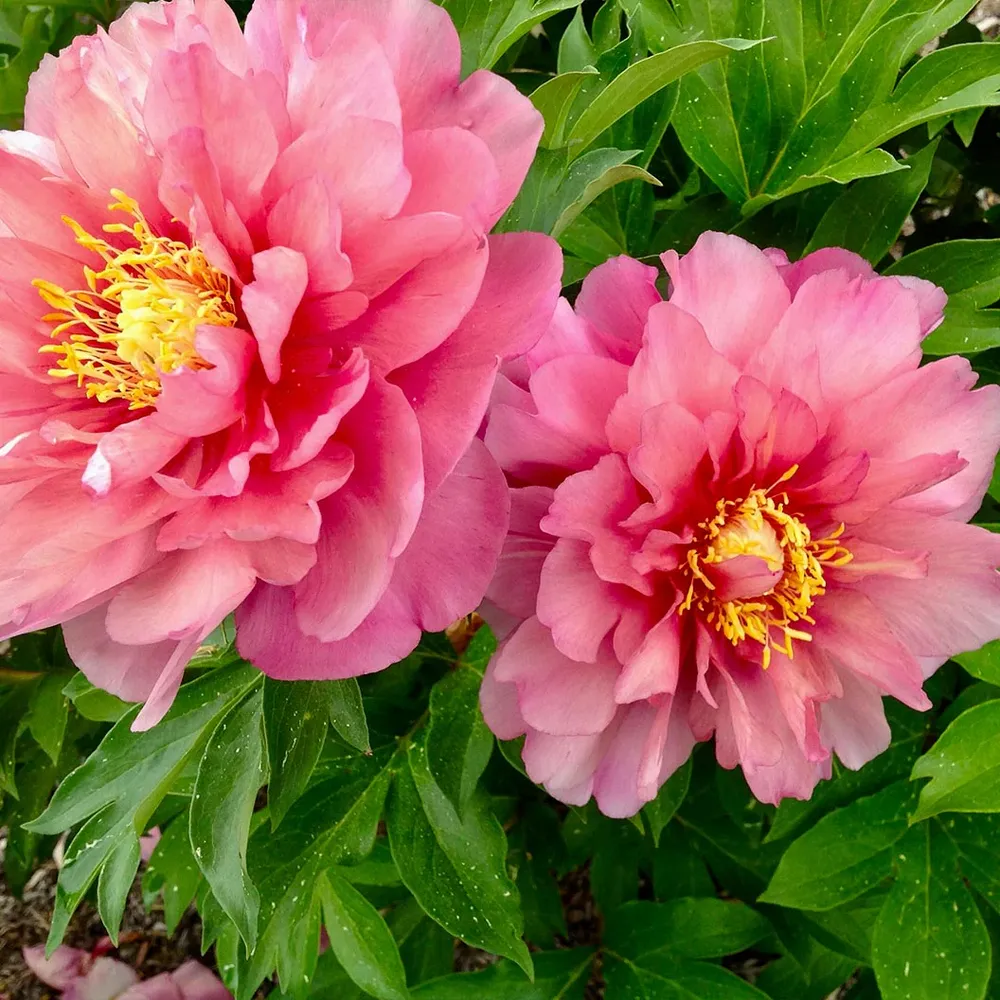 Strawberry Swirl™ Itoh Peony Plant - Intersectional Hybrid Perennial