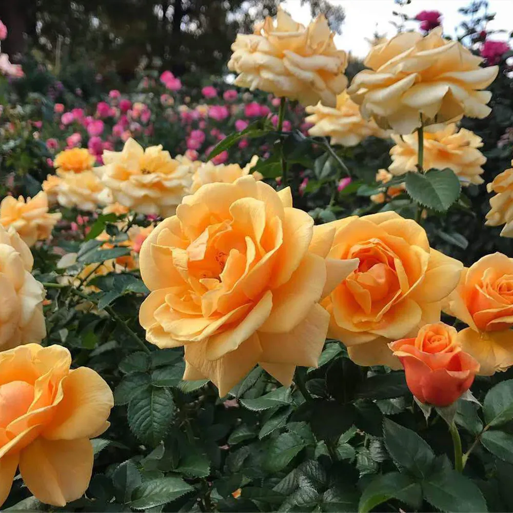 St. Tropez Rose Floral Fragrance 3