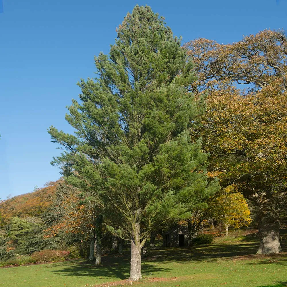 Eastern White Pine Tree (Pinus strobus) Native Evergreen Conifer 5