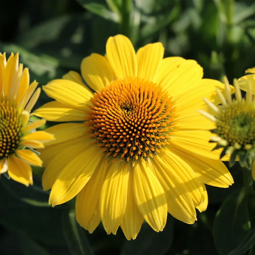 Better Versions® Sombrero® Lemon Yellow Echinacea Plant 1