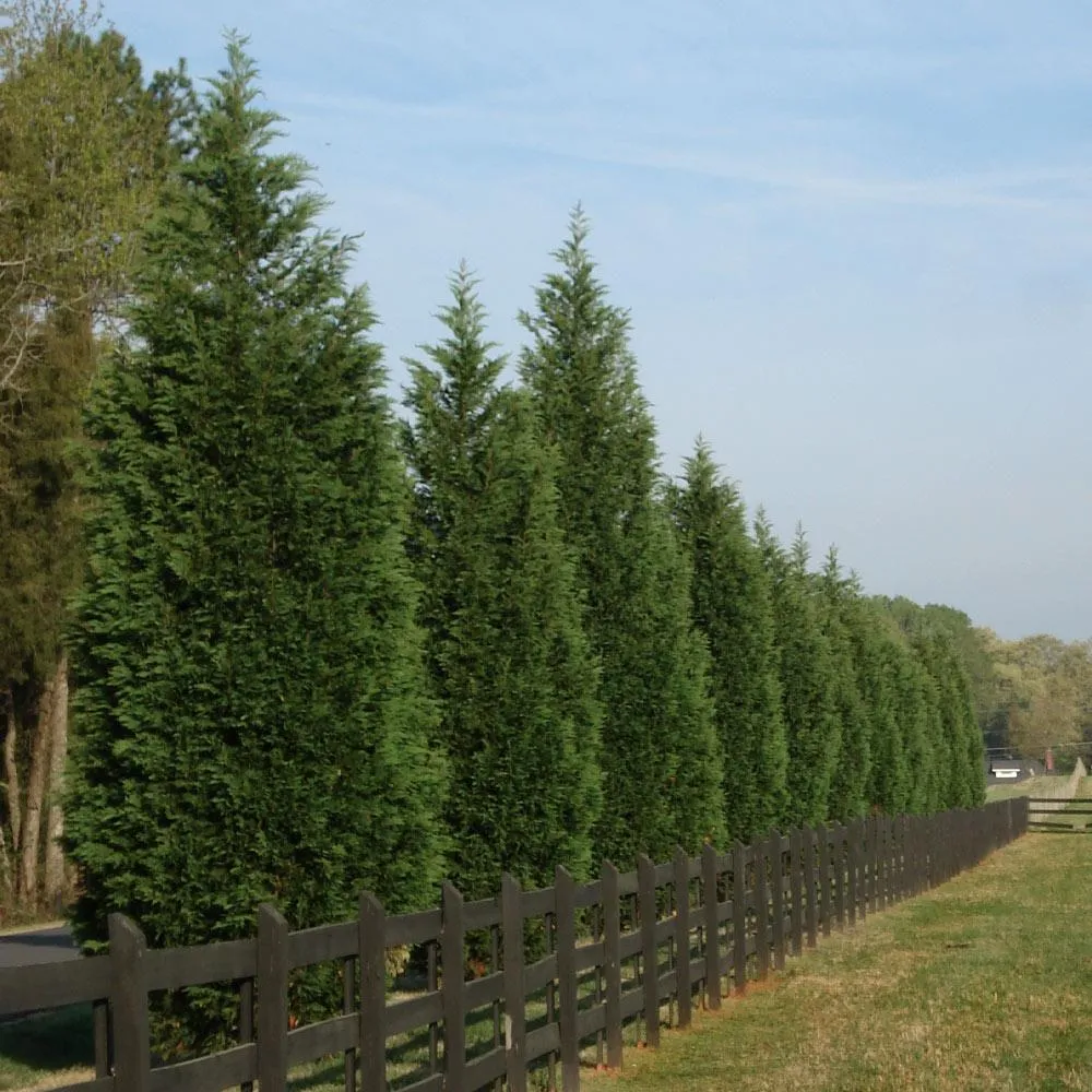 Leyland Cypress Tree - Fast-Growing Evergreen Privacy Hedge 2
