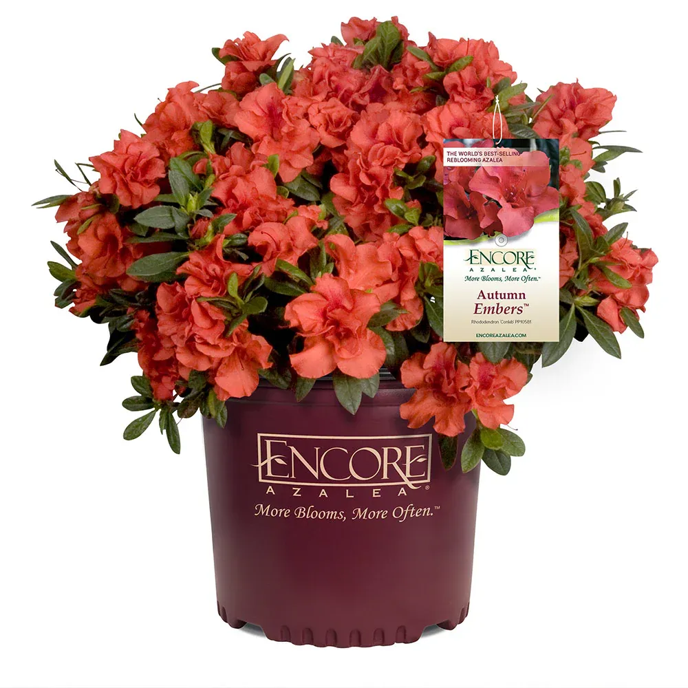 Autumn Embers Encore Azalea Shrub - Reblooming Evergreen Landscape Plant 3