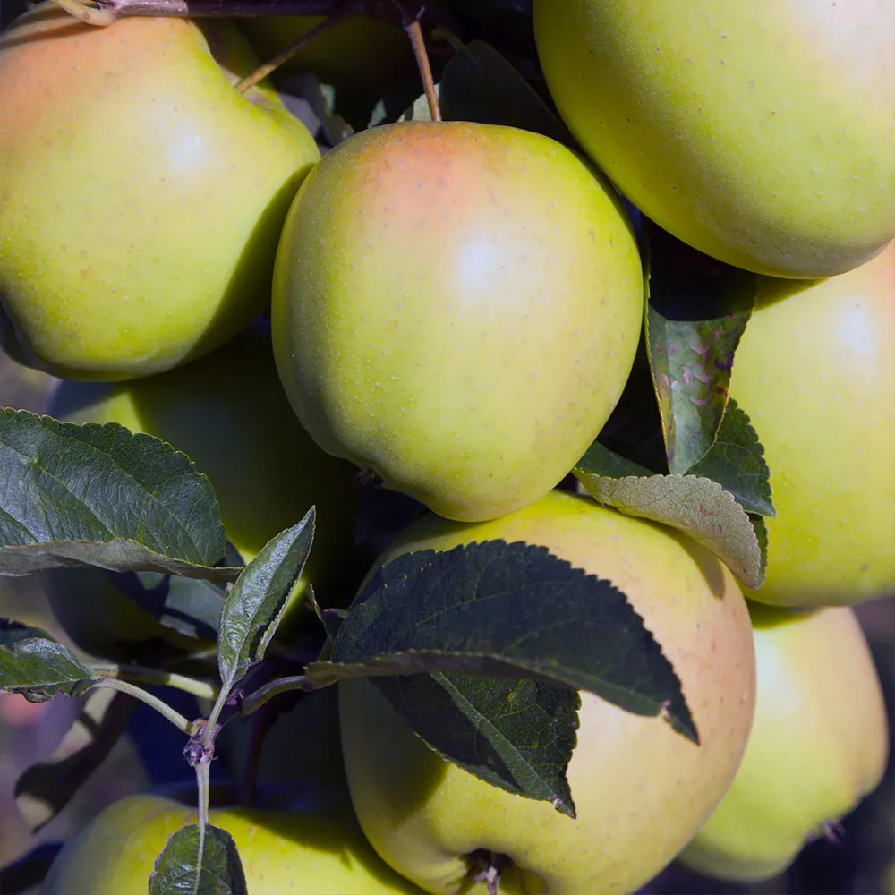 GoldRush Apple Tree - Late-Season Disease-Resistant Variety 1