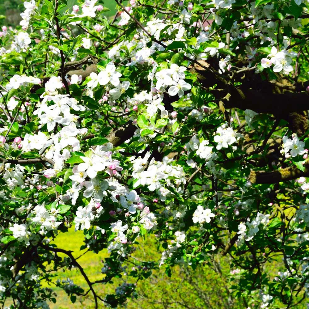 Jonagold Apple Tree - Productive Fruit-Bearing Sapling for Home Gardens 2