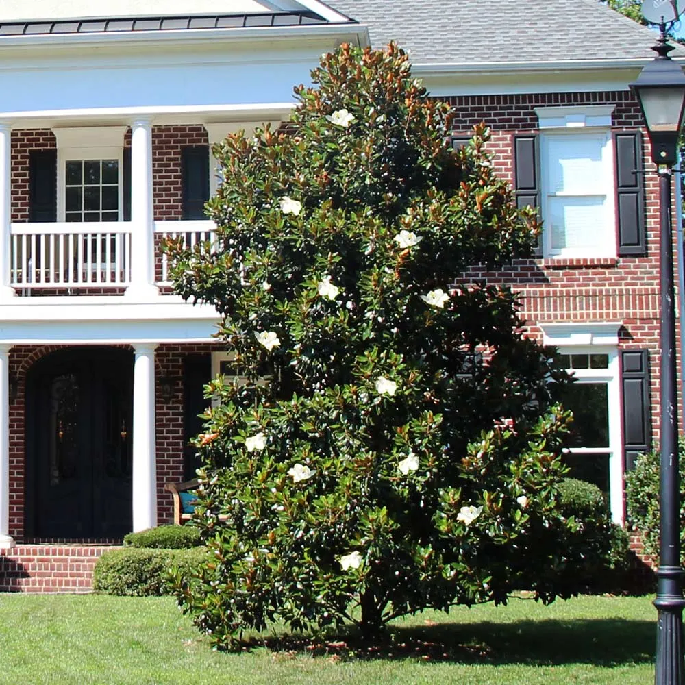 Kay Parris Magnolia Artificial Evergreen Decorative Plant