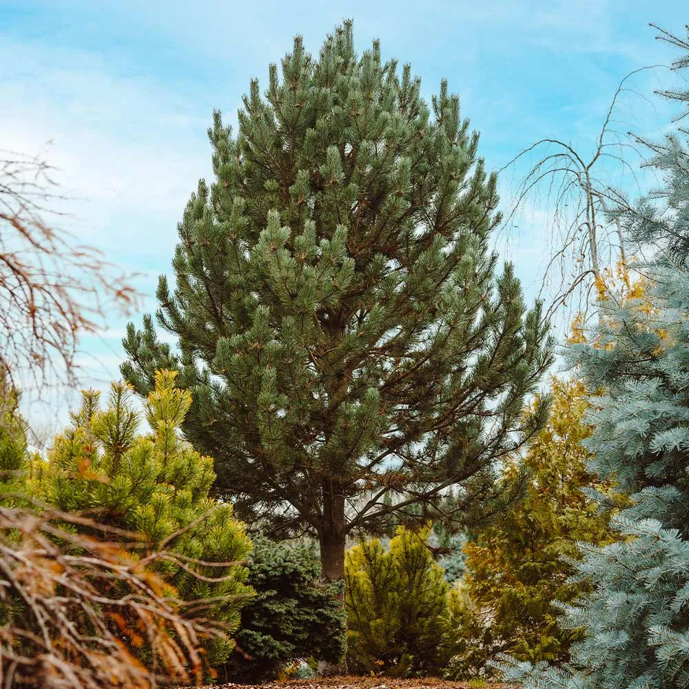 Tannenbaum Mugo Pine Dwarf Evergreen Conifer 3