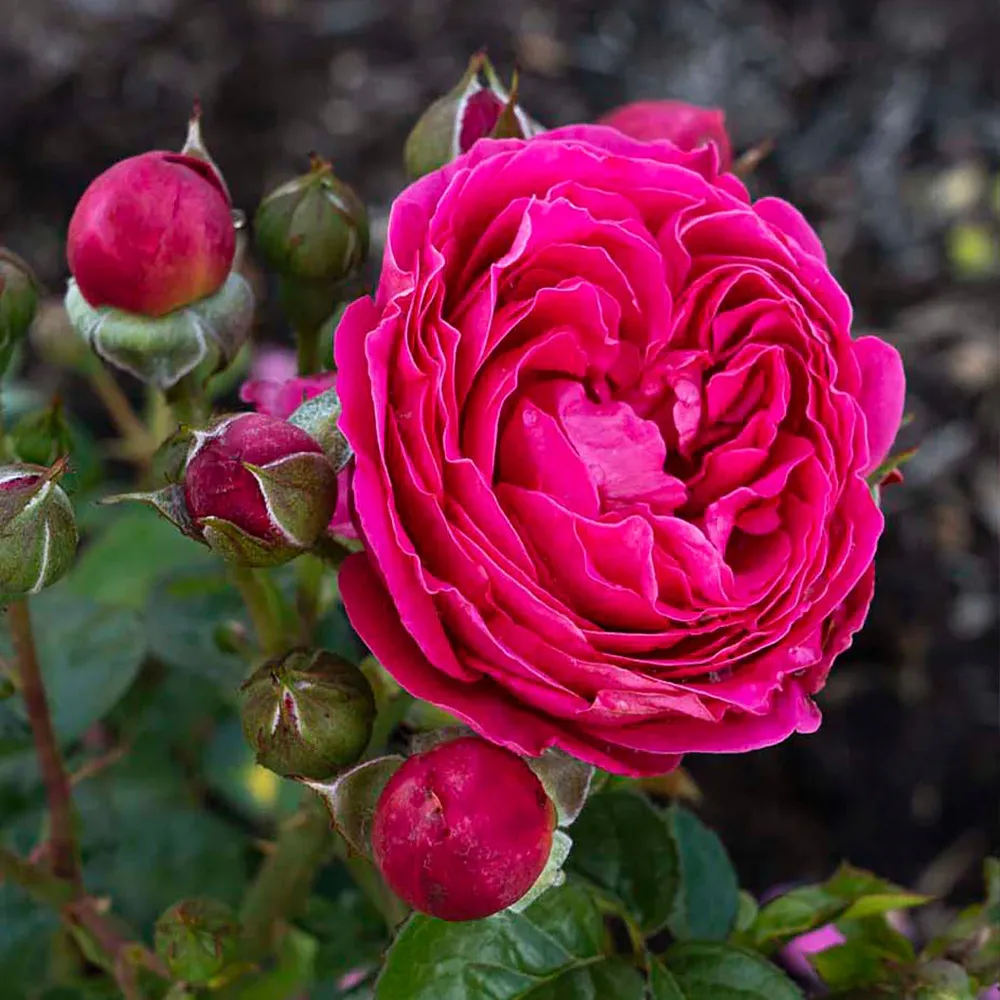 PowerPuff Pink® Rose - Repeat-Blooming Landscape Shrub