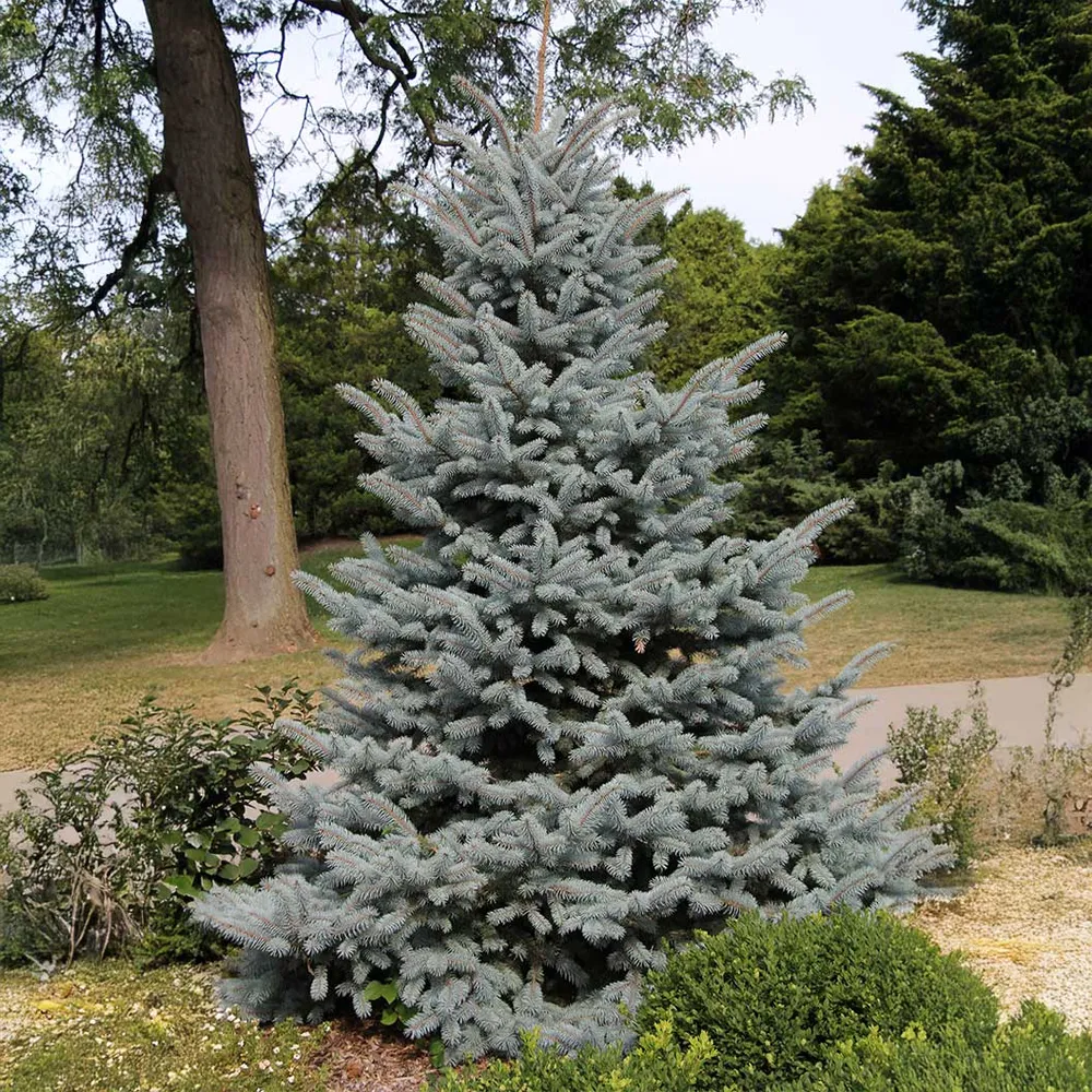 Baby Blue Eyes Colorado Spruce Tree - Picea pungens Evergreen Conifer