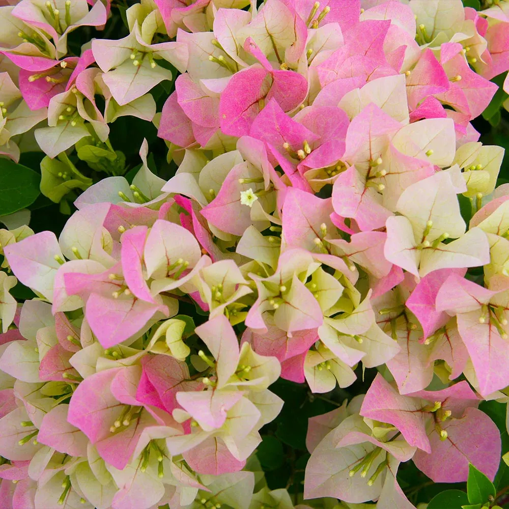 Thai Delight Bougainvillea Tree - Realistic Artificial Indoor Plant 2