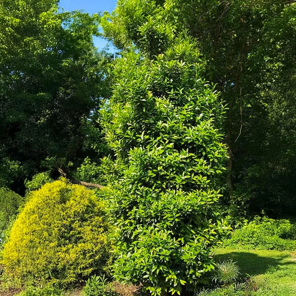 Southern Living® Screen Play Holly Shrub - Evergreen Privacy Hedge 2