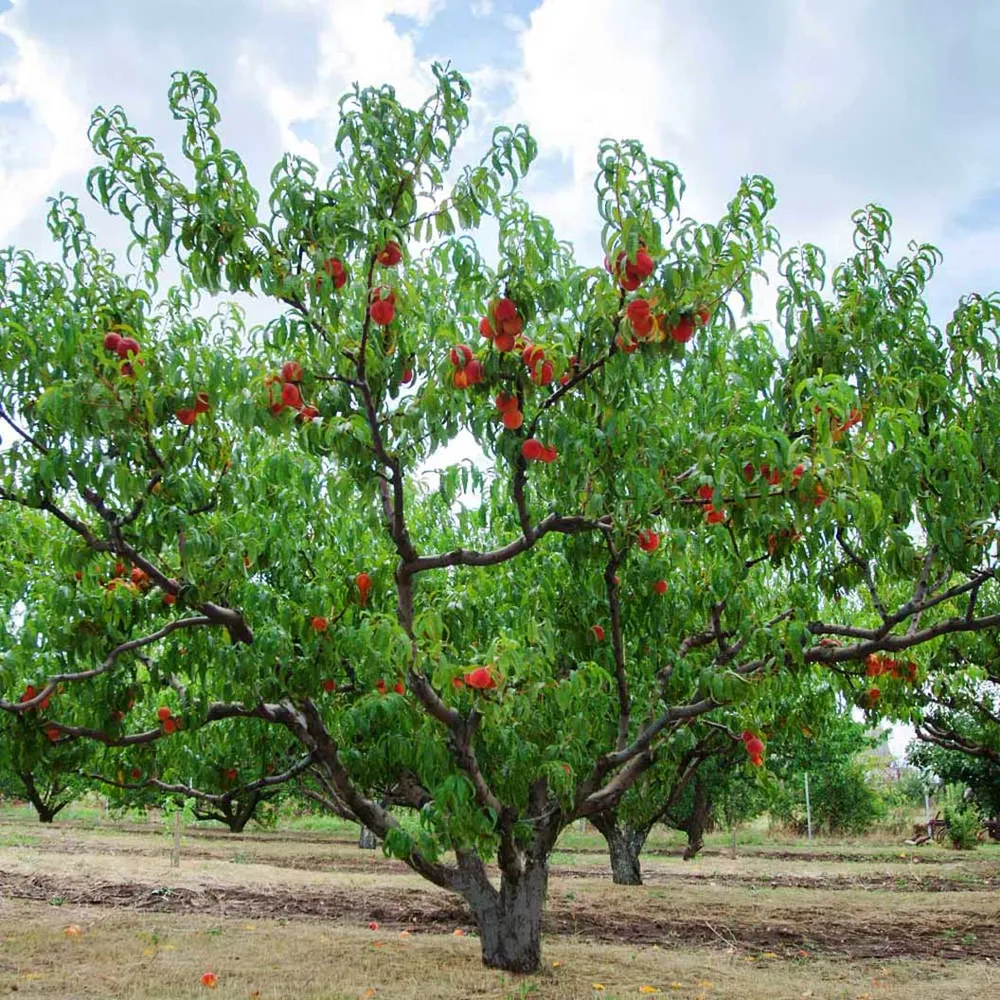 Red Haven Peach Tree - Self-Pollinating Freestone Fruit Tree