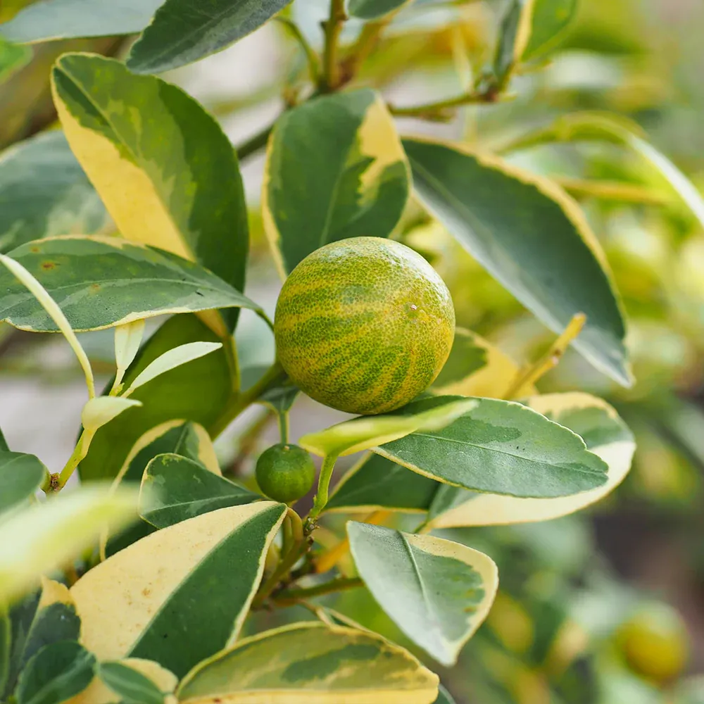 Pink Variegated Eureka Lemon Tree - Citrus limon Variegata with Striped Foliage