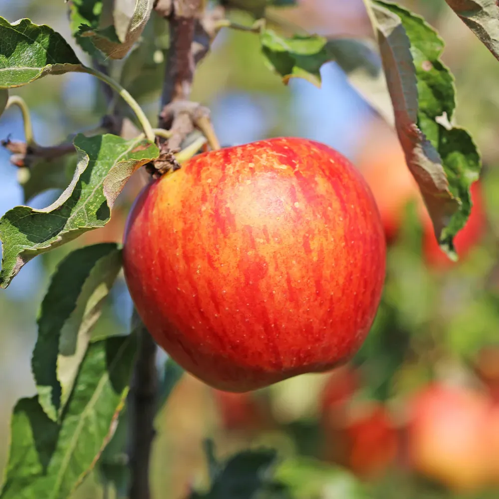 Liberty Apple Tree - Disease Resistant Fruit Tree for Home Orchards